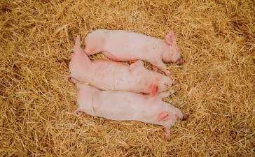 В США одобрили генно-модифицированных свиней для питания